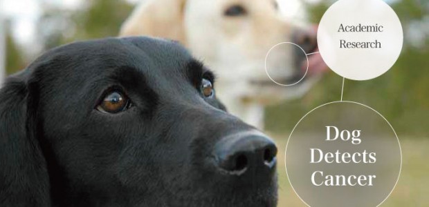 Could Dogs Learn to Sniff Out Ovarian Cancer? | Know Cancer Blog