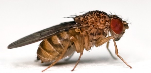 What Do Fruit Flies Have to Do with Curing Cancer?